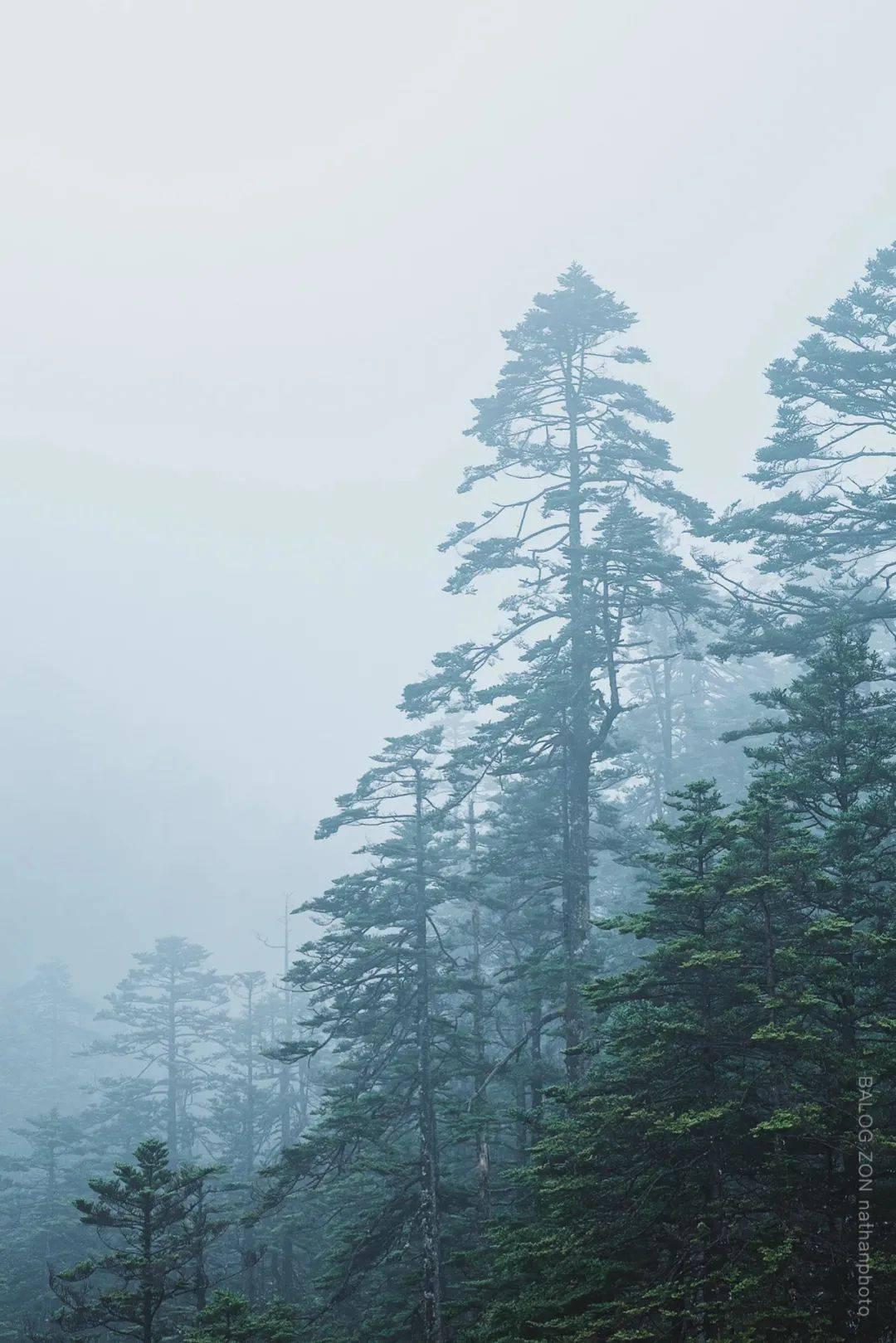 救援甜蜜熊